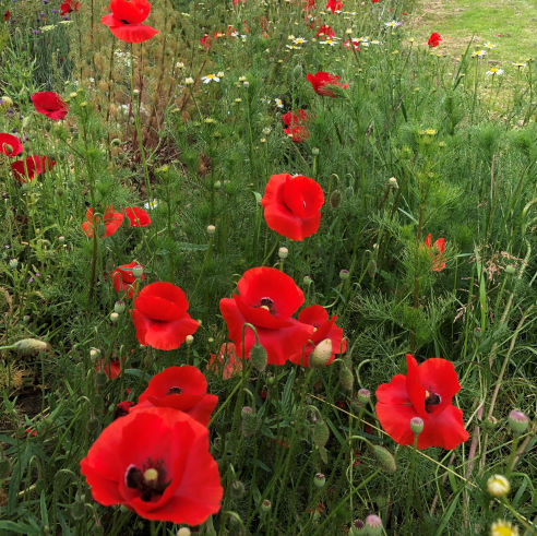 Flowers